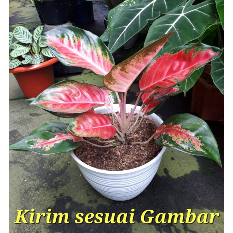 Aglaonema Red Kochin ukuran Dewasa 12 daun || Aglonema Red Kochin