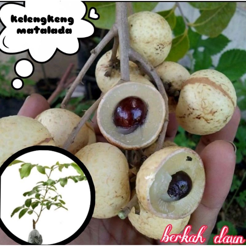 Bibit kelengkeng matalada tinggi 1 meter