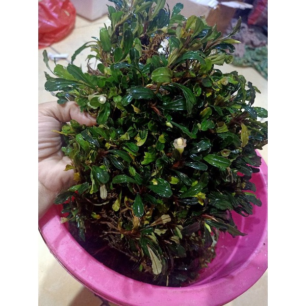 BUCE MEDIUM PERMIKA | BUCEPHALANDRA AQUASCAPE
