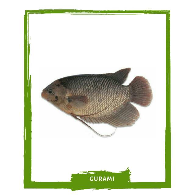 

Ikan Gurami / Ikan Segar By Mallahrizwa