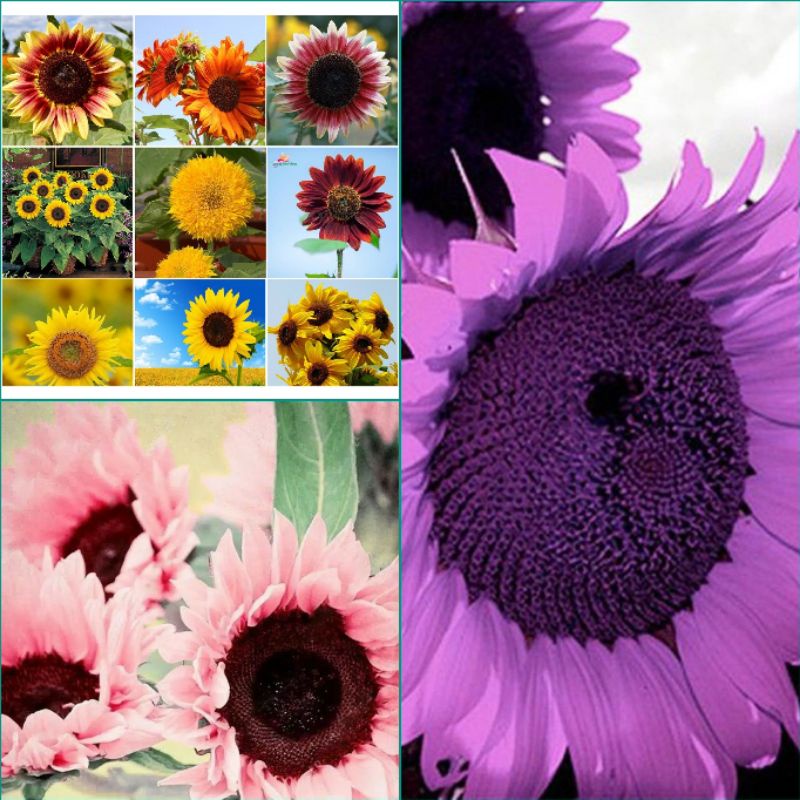 5 Biji Benih Bibit Bunga Langka Petunia Colorful Termurah Mudah Hidup Warna Menarik Mudah Hidup-Sunflower Mix