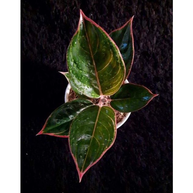 Aglonema Lipstik Grek Peterpan