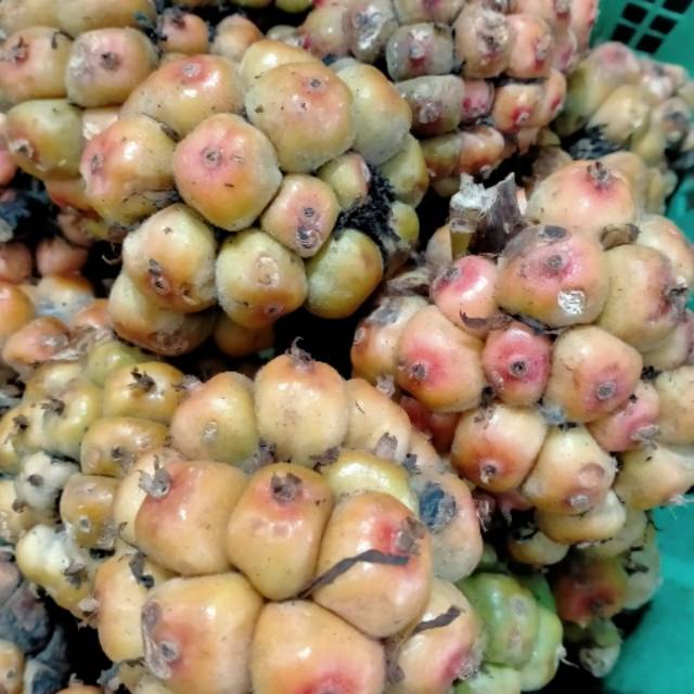 

Asam cekala/ cikala 250g