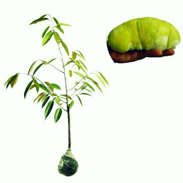 

bibit buah durian kumbokarno