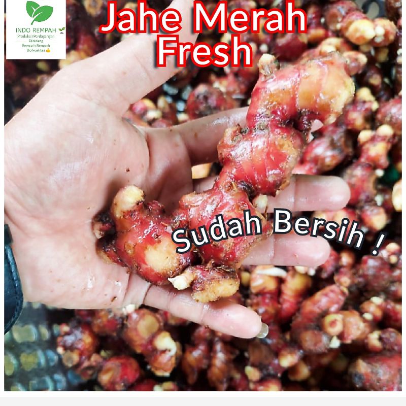 

Jahe Merah Kualitas Pasar Modern 1 Kg Packing Dus Bersih Tanpa Tanah