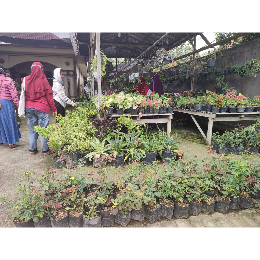 Bunga Hias Impatiens Tumpuk Warna Cantik Tanaman Hias Gantung Ready Stek dan Berakar