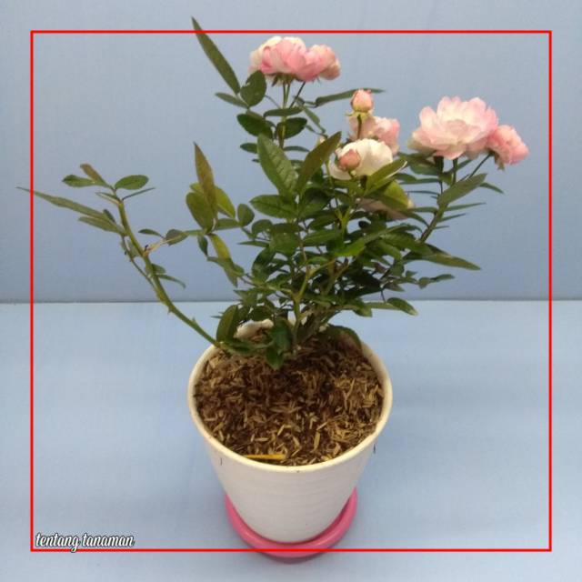 Mawar Rambat Telur Putih