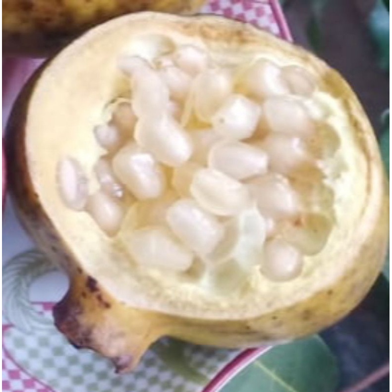 

Buah Delima putih Asli 1 buah