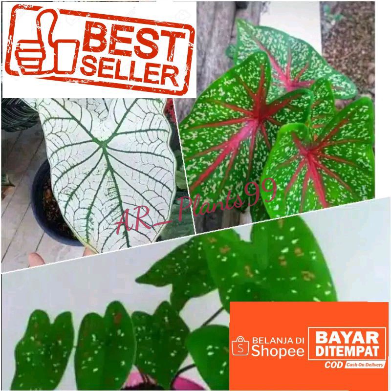 (PROMO) Paket 3 tanaman hias | keladi putih | keladi red star | keladi 3 color