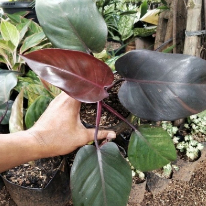 Tanaman Hias Philo Black Cardinal Pohon Philo Black Cardinal