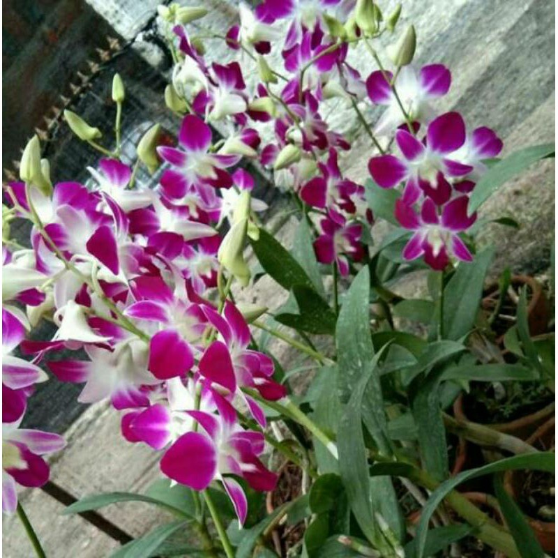 anggrek dendro sonia berbunga