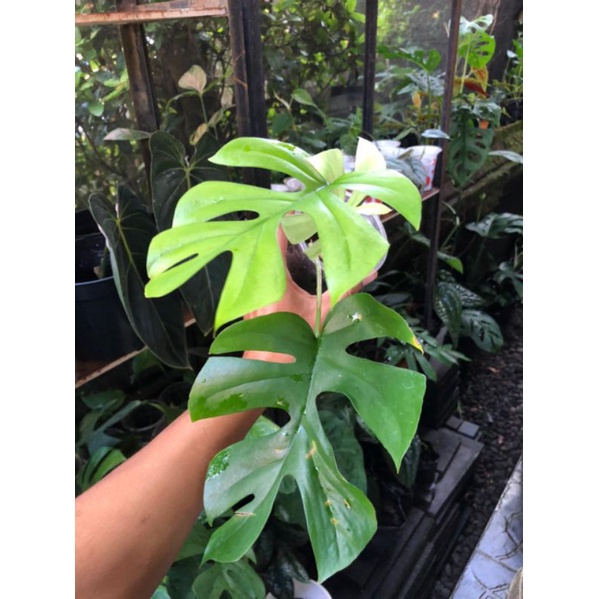 Rhapidopora Tetrasperma