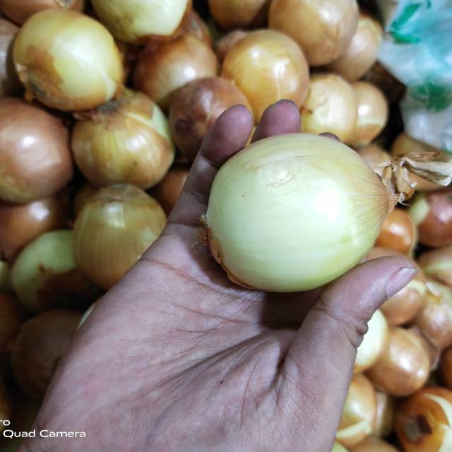 

Bawang Bombay Terkupas atau Botak
