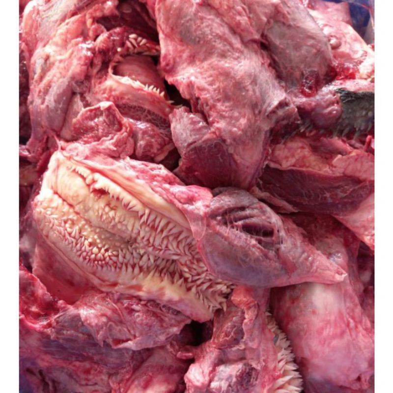 DAGING CINGUR LIPS DAGING KEPALA MANTUL 500-1KG