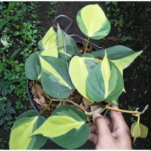  Tanaman  philodendron brazil tanaman  sirih  gading  