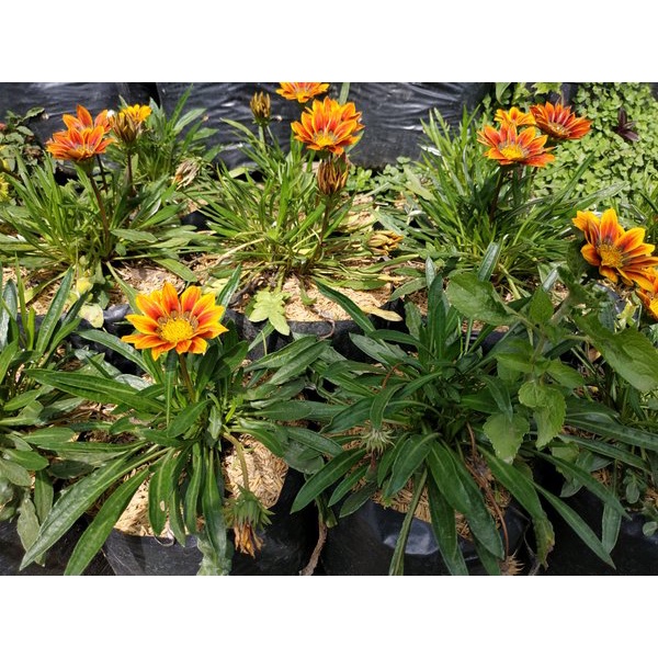 Tanaman Hias Bunga Matahari Mini Gazania - Tanaman Hias Mini berbunga Orange Blooming - Tanaman Bunga Gazania