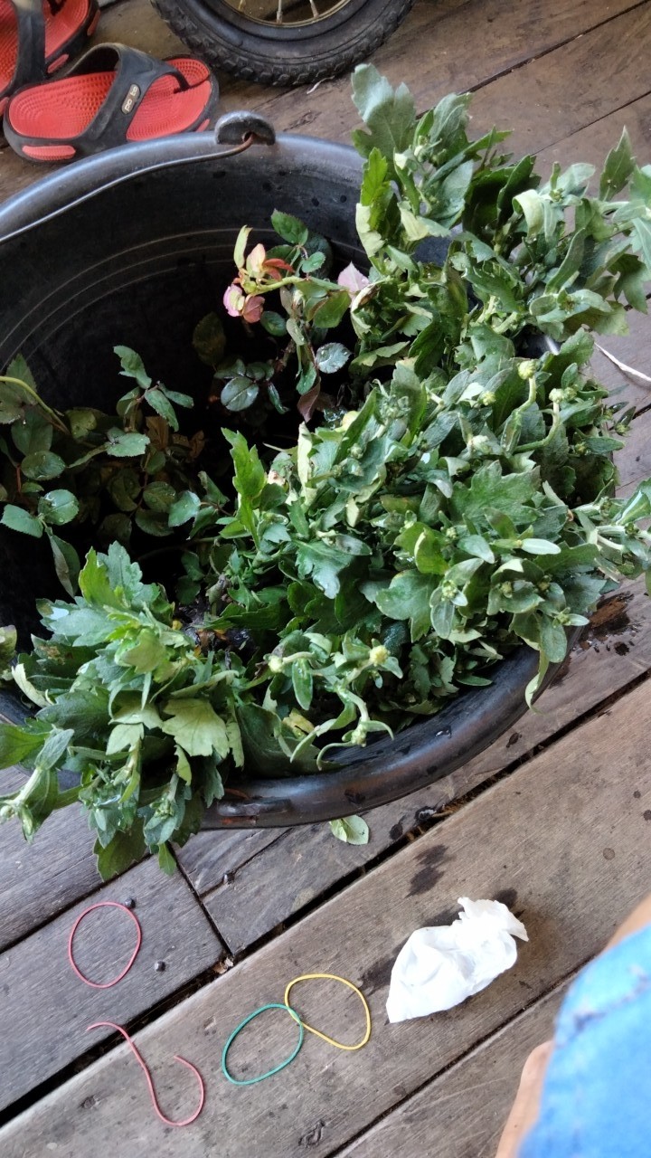 Surat Karantina (khusus Pengiriman  Luar Pulau Jawa)  Harga Per Paket