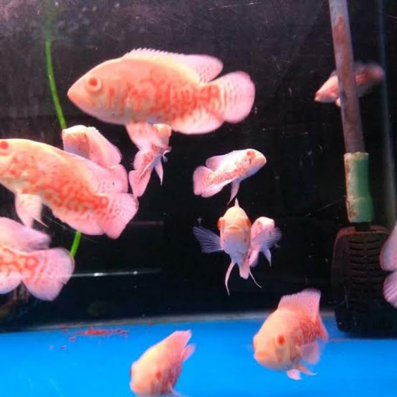 ikan Oscar Tiger albino ukuran 7 cm import thailand termurah dan terlaris