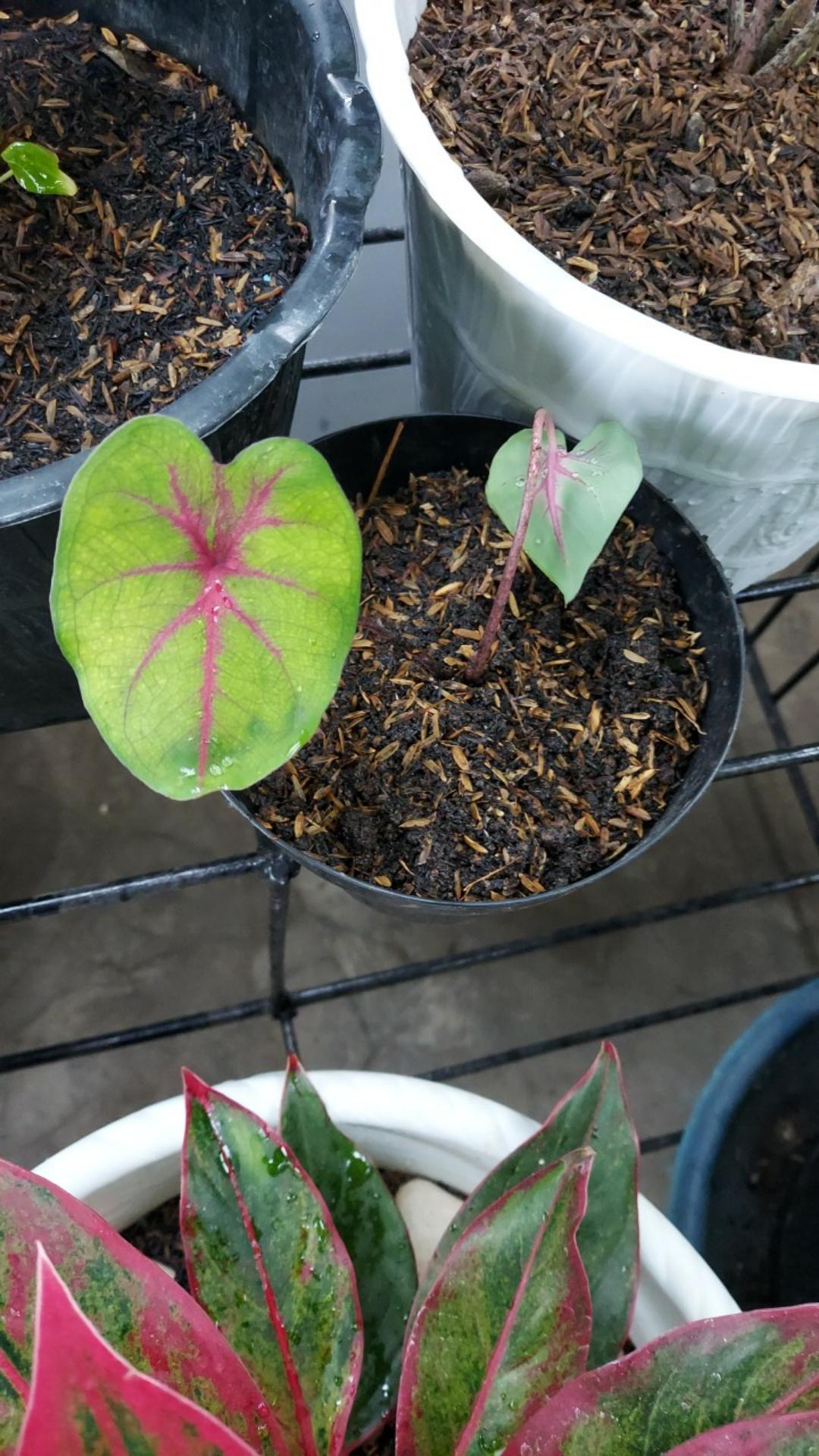 Keladi Joker / Keladi Hias Murah