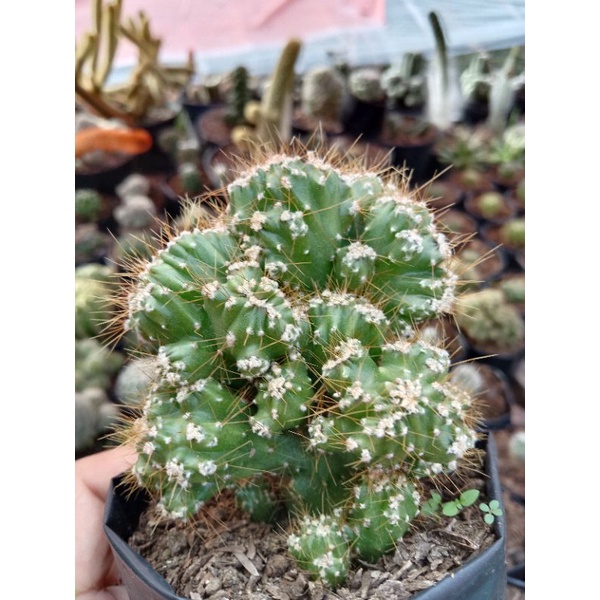 Kaktus Candi Kuning/Cereus Jamacaru/kaktus murah/tanaman hias