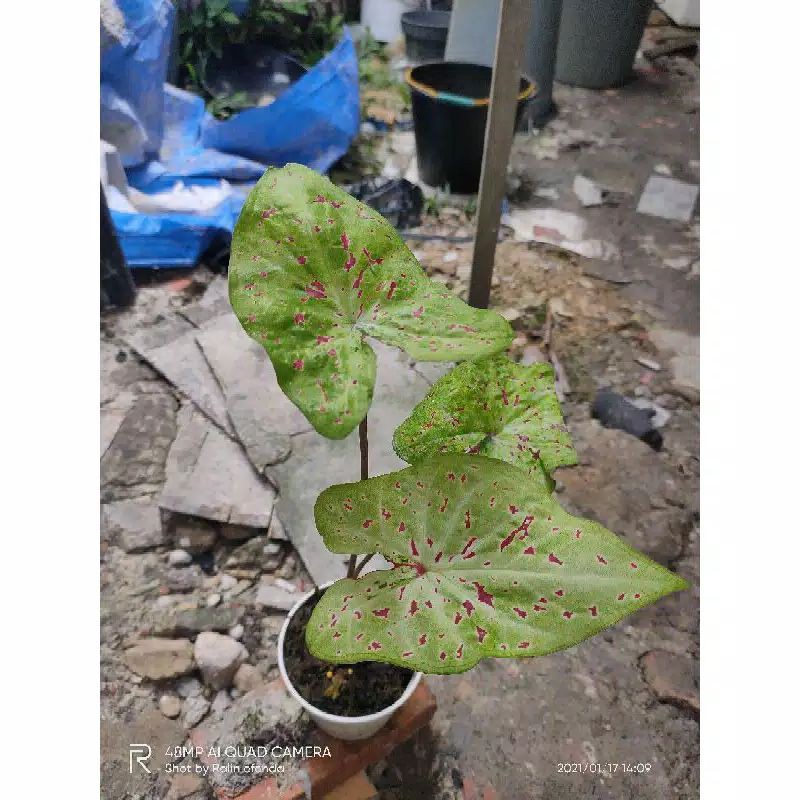 promo umbi caladium thailand Miss muffet