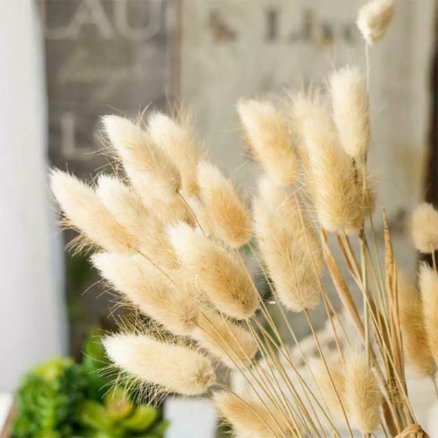 (5-10 pcs) Bunny Tail / Lagurus Dried Flowers