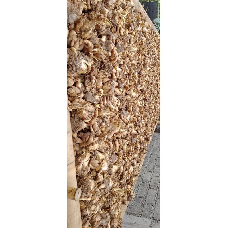 umbi bunga sedap malam