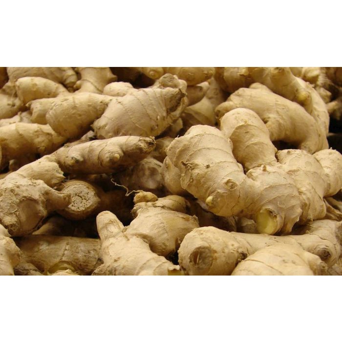 

LAINNYA-KEMASAN-MINUMAN- JAHE BESAR SEGAR 500 GRM -MINUMAN-KEMASAN-LAINNYA.