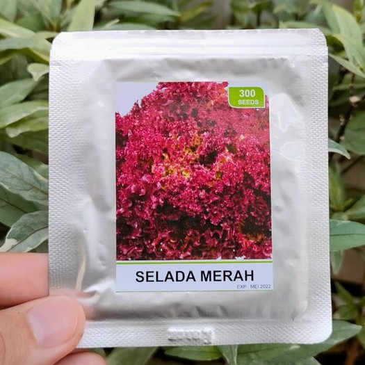 benih selada merah - benih selada hijau - bibit selada - RS