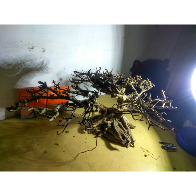 Bonsai aquascape santigi pasir