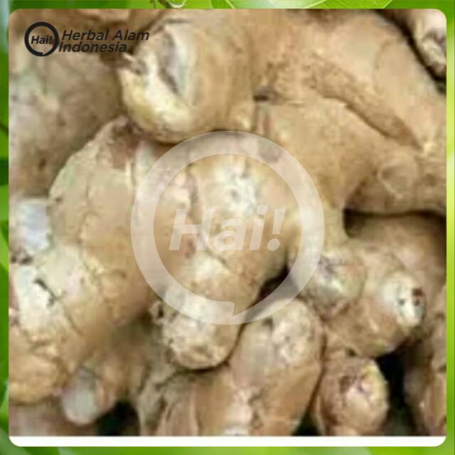 

Jahe gajah 100gram / Jahe Putih / Jahe Besar Bisa Buat Bumbu Sayur Segar Atau Obat Herbal HAI STORE