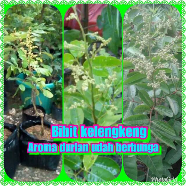 Bibit kelengkeng aroma durian udah berbunga