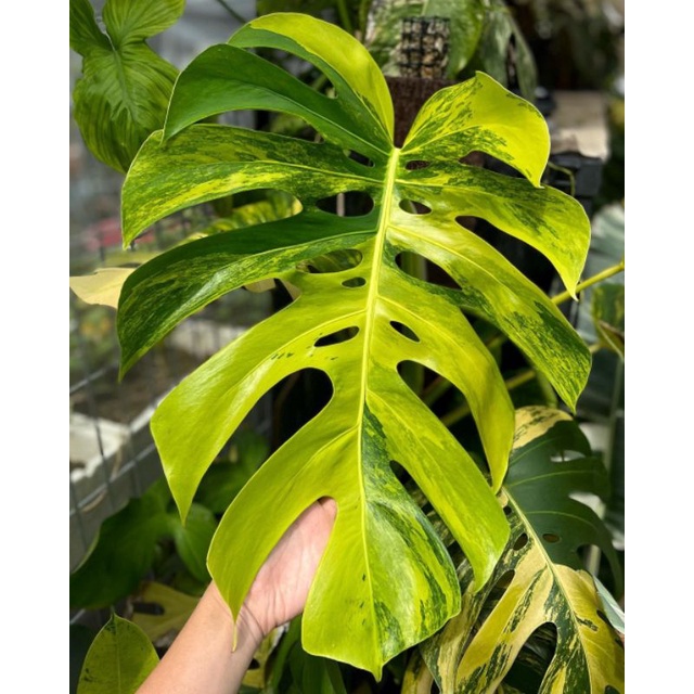 Philodendron Monstera yellow Variegated (varigata kuning)