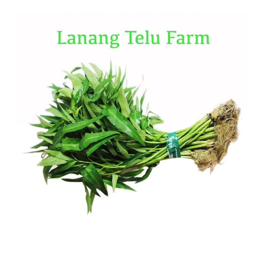

Kangkung Hidroponik