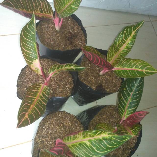 Aglonema red sumatra 5 batang remaja