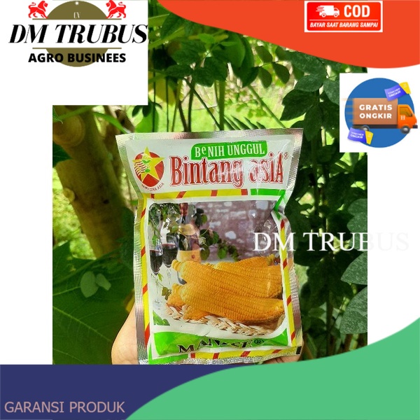 Benih jagung MANISE 100gr / benih jagung manis / JAGUNG MANISE BINTANG ASIA