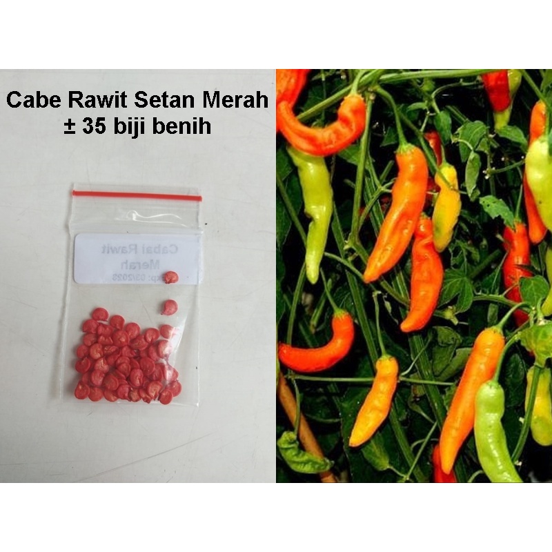 Benih Cabe Rawit Setan F1/Bibit Cabe Rawit Setan Isi 35 Benih