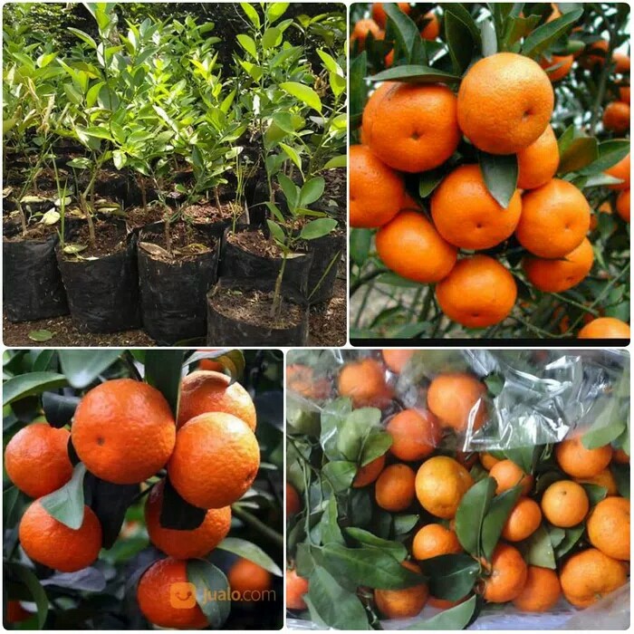bibit jeruk santang madu okulasi bisa berbuah didalam pot -bibit buah-tanaman-pohon-tanaman buah
