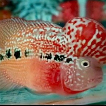 (COD) Burayak ikan louhan kamfa F3 Size 1 - 2 cm / Anakan ikan louhan kamfa Terlaris lokal rasa ori