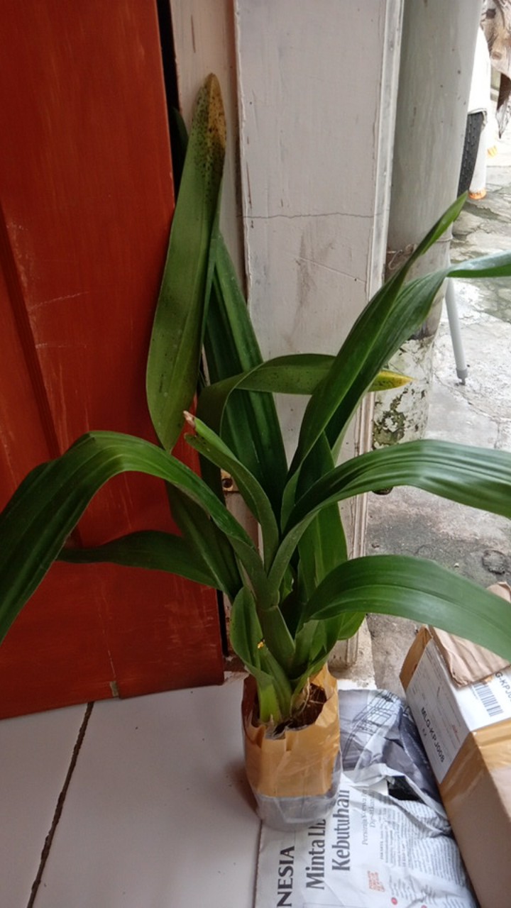 Oncidium Guan Shin Diamond