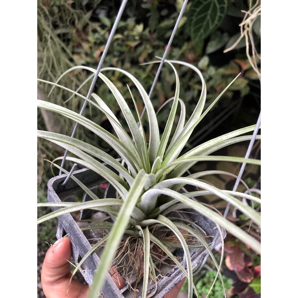 Tillandsia utriculata  anak 12