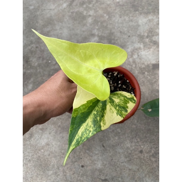 anthurium pterodactyl variegata