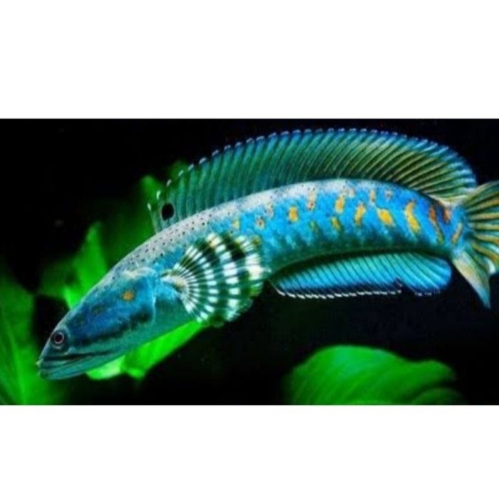 TERLARIS Chana blue pulchra 17 cm murmer