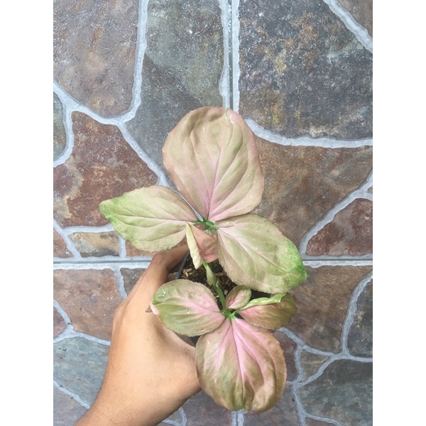 syngonium pink perfection