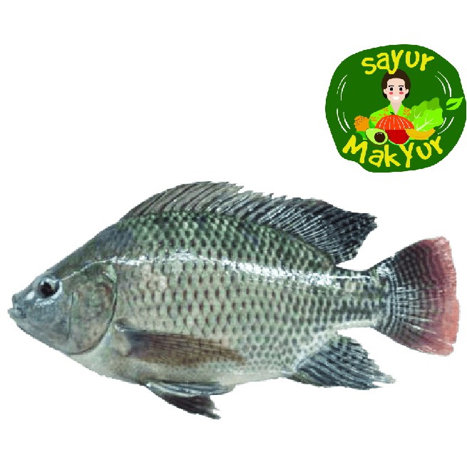 

Ikan Nila 1 kilogram | Sayur Mak Yur Medan | sayurmakyur