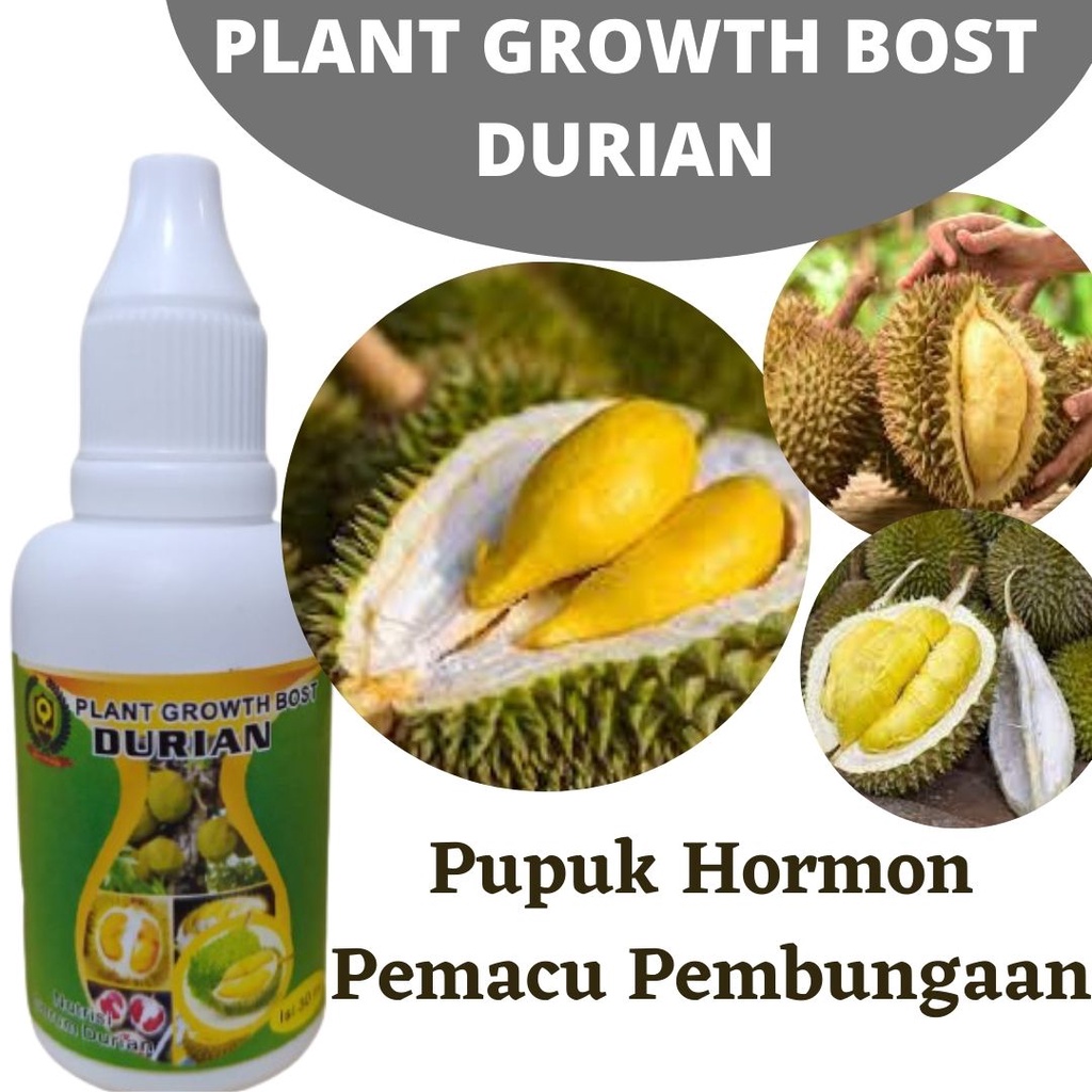 Pupuk Buah Durian Agar Tidak Rontok, Pupuk Buah Durian Agar Berbuah Lebat