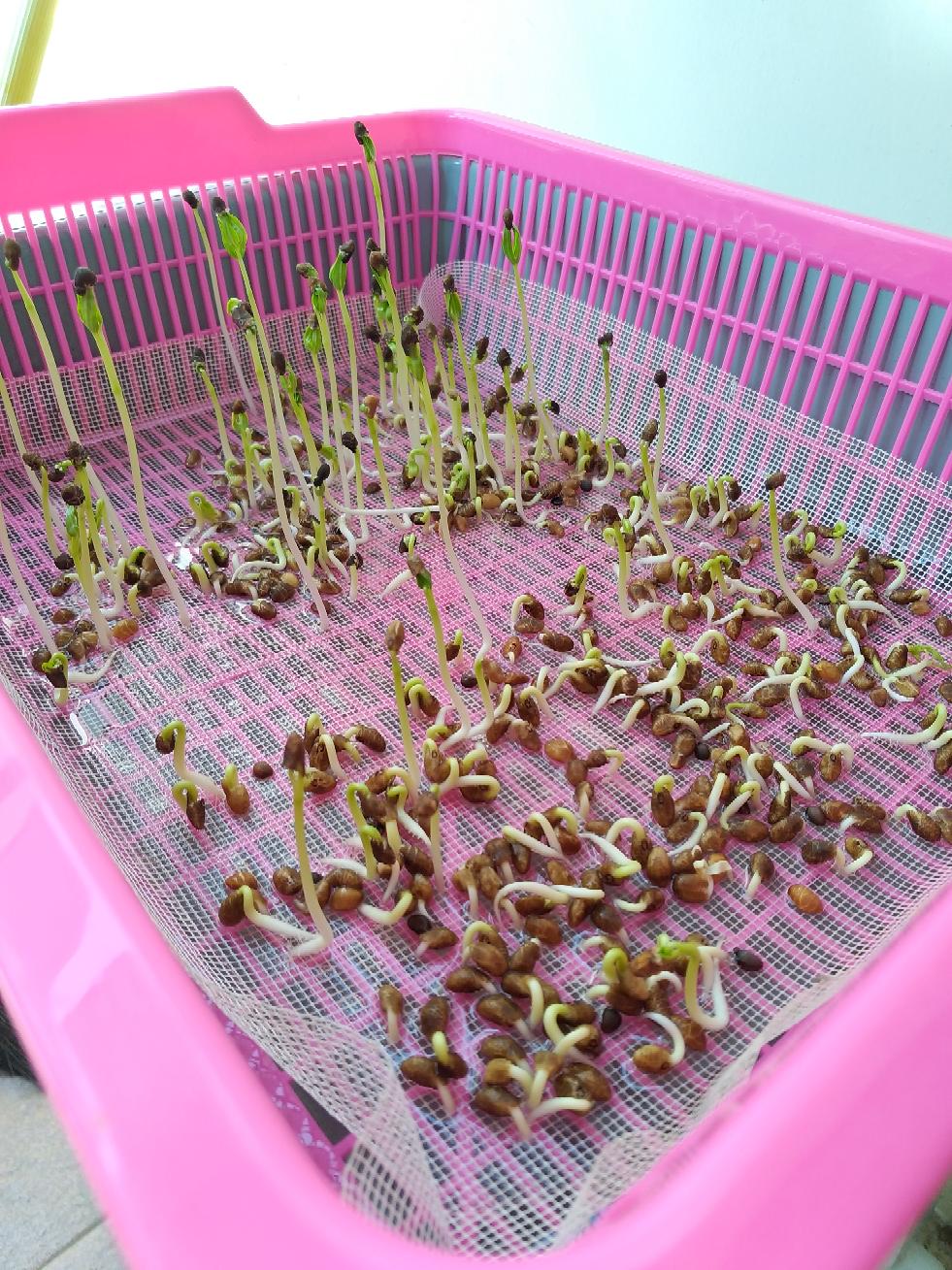 Polybag 20 X 20cm, Isi 20 Lembar