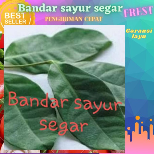 

Daun salam segar hijau bersih