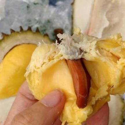 Bibit Durian Simimang kaki 3 tinggi 1½ meter - Bibit Durian unggulan