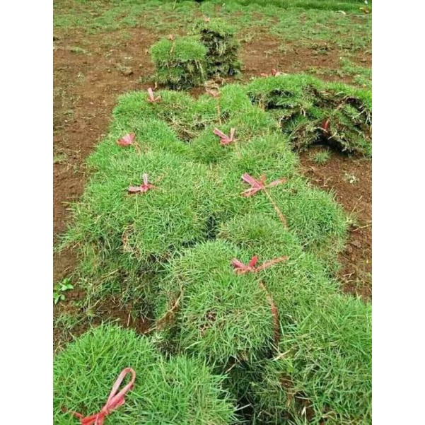 rumput jepang atau rumput peking rumput asli rumput hidup paket 1 meter